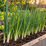 White Lisbon Bunching Onion Seeds growing in a home garden