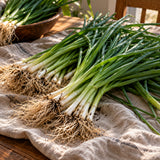 White Lisbon Bunching Onion Seeds harvest up close