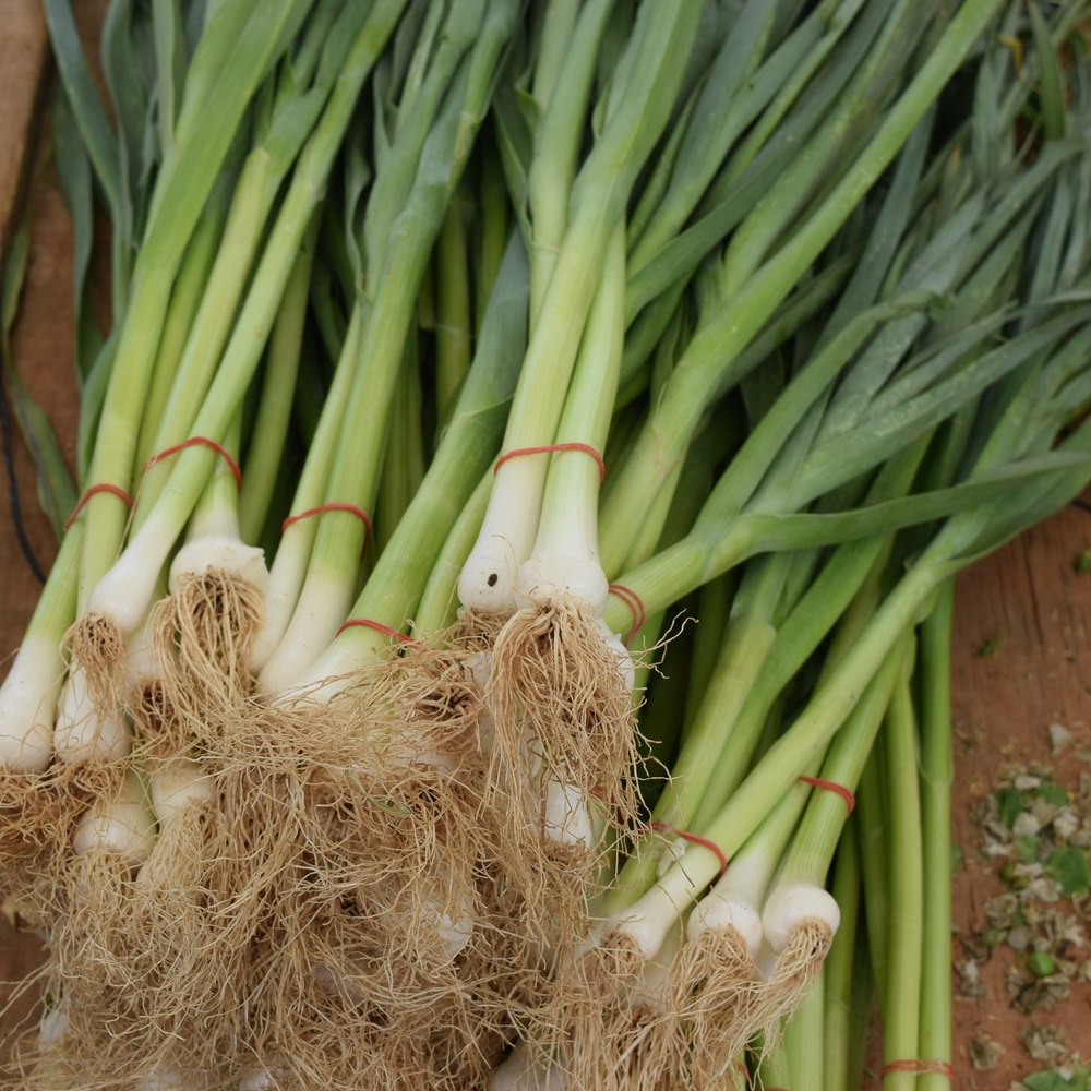 Product image of white lisbon bunching onion seeds