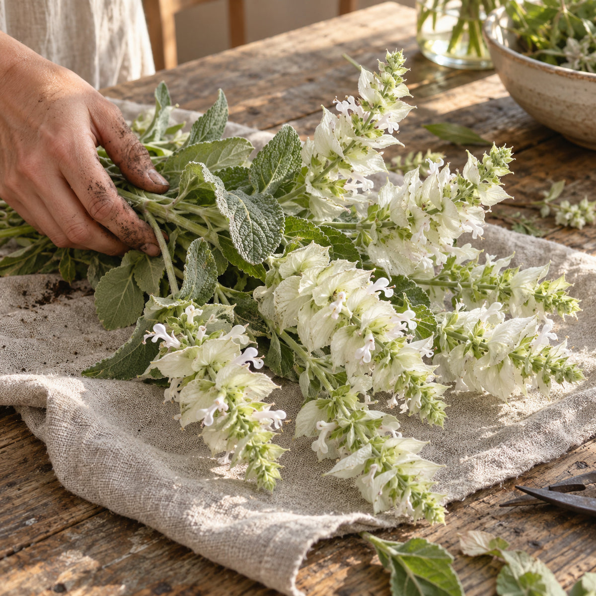 White Swan Clary Sage Seeds harvest up close