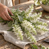 White Swan Clary Sage Seeds harvest up close