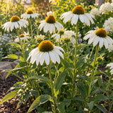 White Swan Echinacea Flower Seeds growing in a home garden