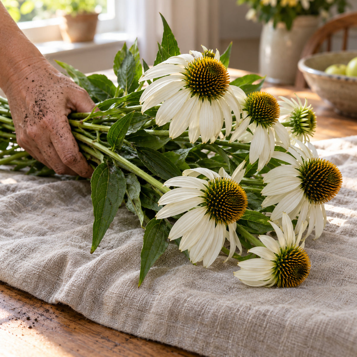 White Swan Echinacea Flower Seeds harvest up close