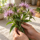 Wild Bergamot Seeds harvest up close