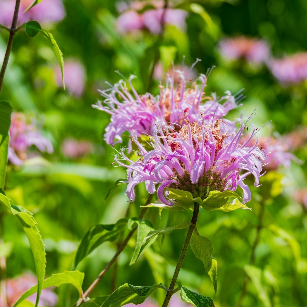 Product image of wild bergamot seeds