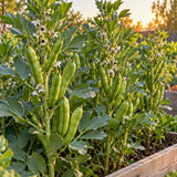 Windsor Shelling Fava Bean Seeds growing in a home garden