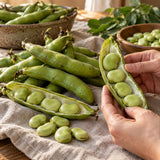Windsor Shelling Fava Bean Seeds harvest up close