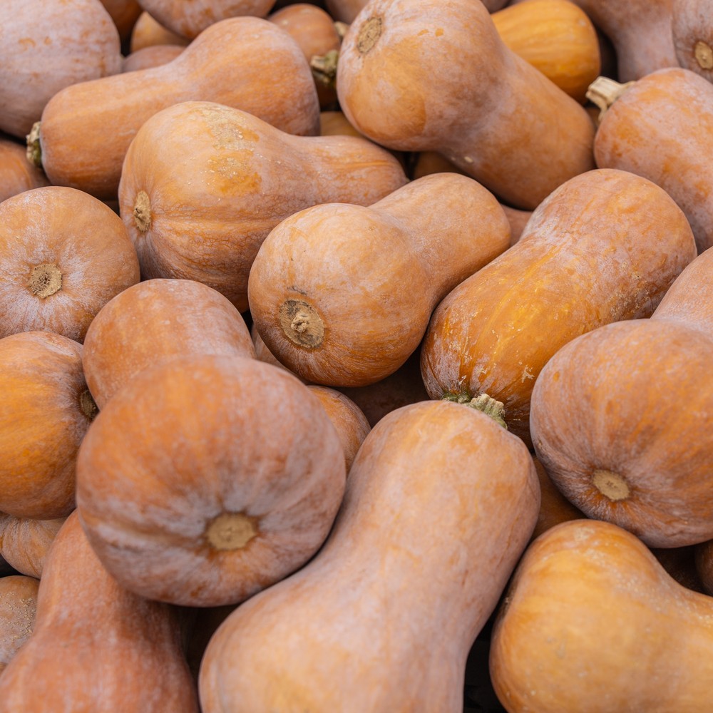 Seed packet for honeynut mini butternut squash seeds