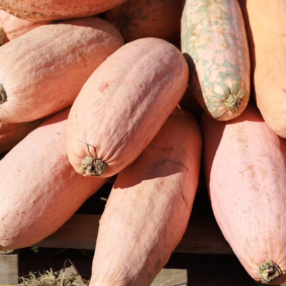 Seed packet for pink banana winter squash seeds