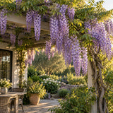 Wisteria Seeds growing in a home garden