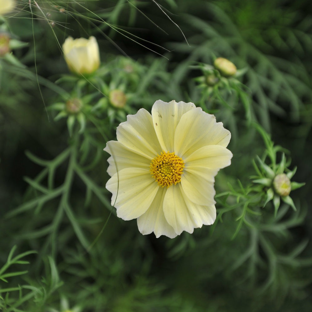 Xanthos Yellow Cosmos Flower plants in the garden