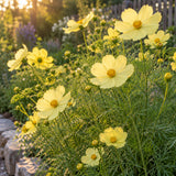 Xanthos Yellow Cosmos Flower Seeds growing in a home garden