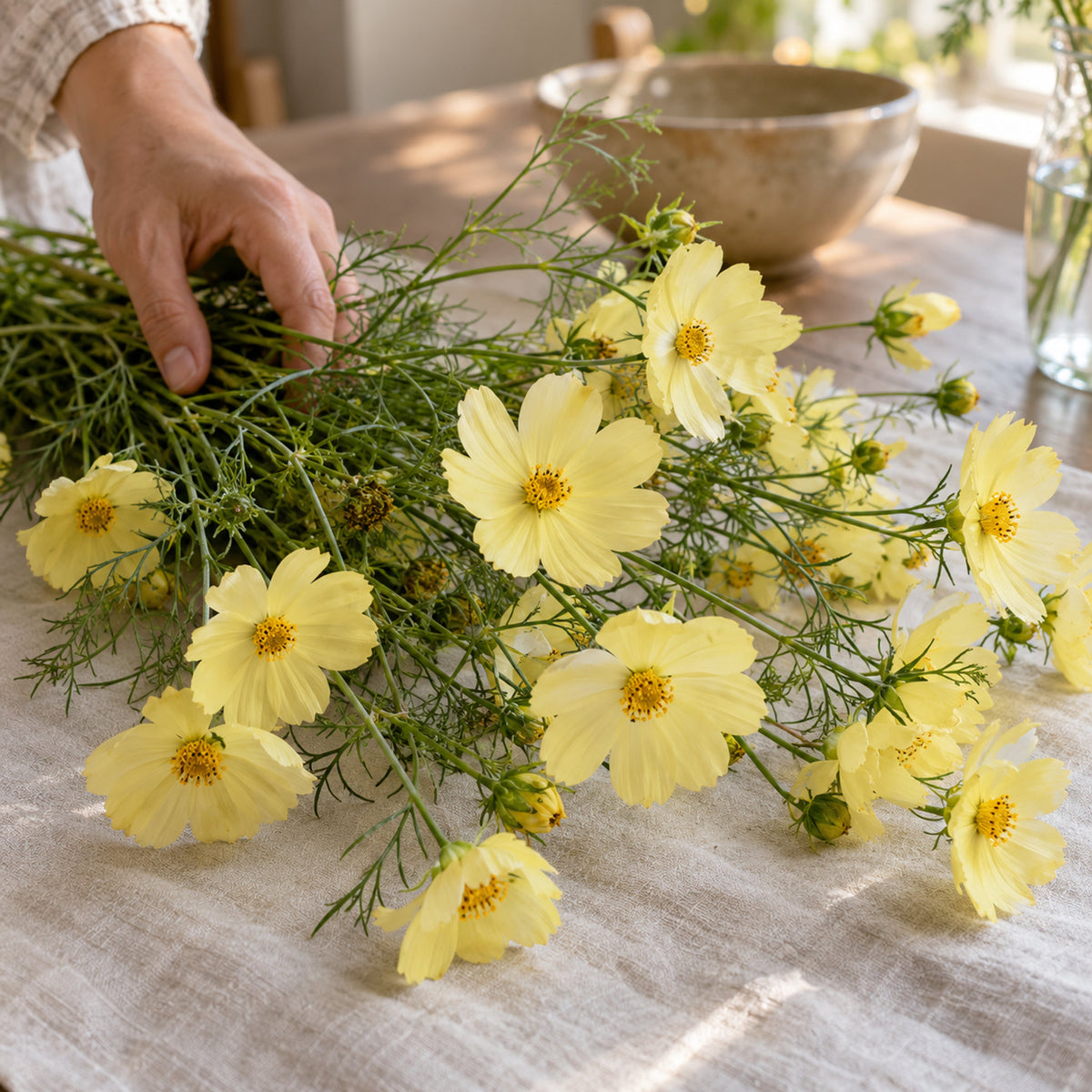 Xanthos Yellow Cosmos Flower Seeds harvest up close