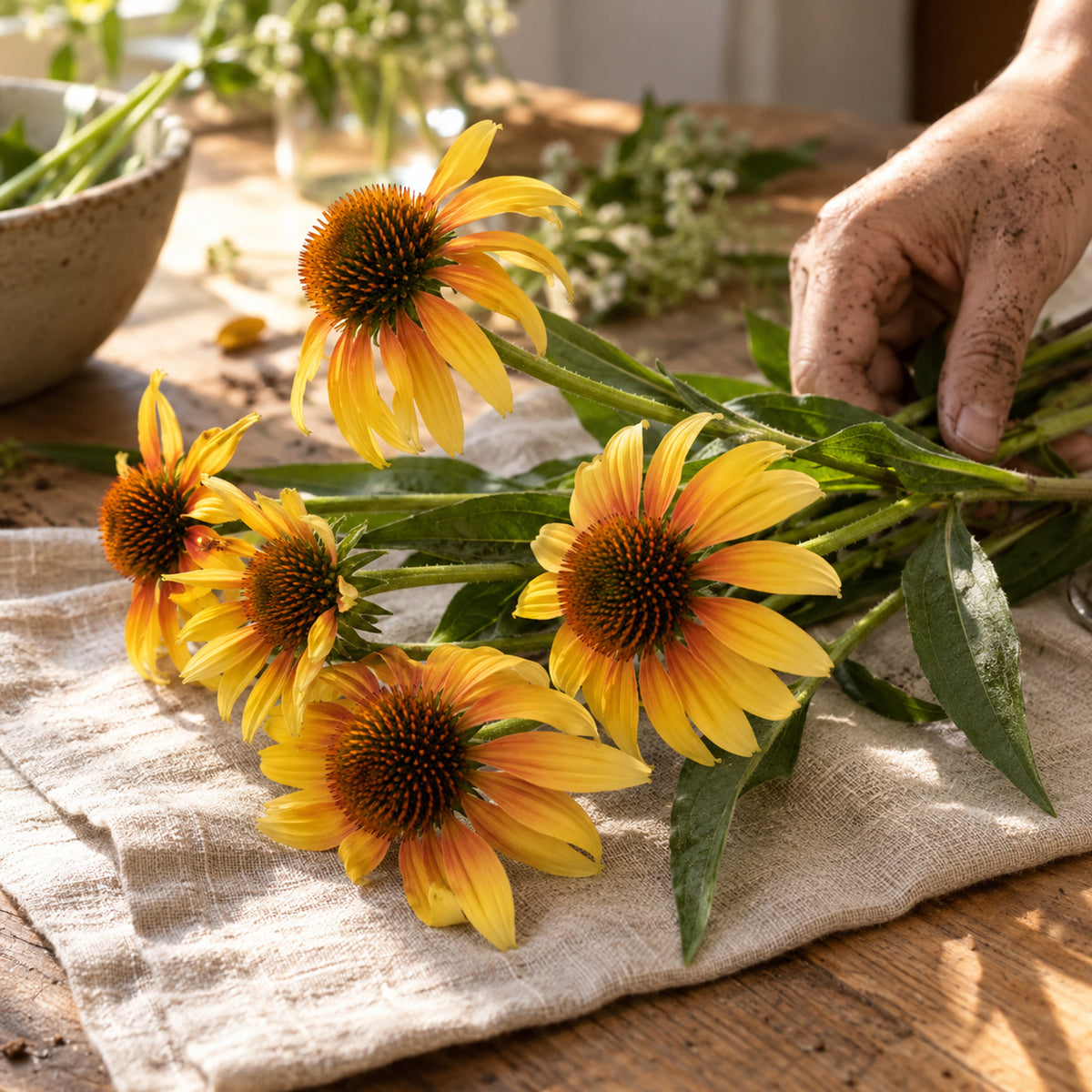 Yellow Ombre Echinacea Seeds harvest up close