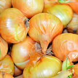 Yellow Sweet Spanish Utah Onion plants in the garden
