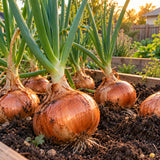 Yellow Sweet Spanish Utah Onion Seeds growing in a home garden