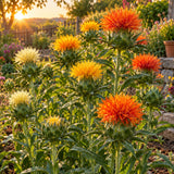 Zanzibar Safflower Seeds growing in a home garden
