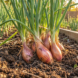 Zebrune Mild Shallot Seeds growing in a home garden