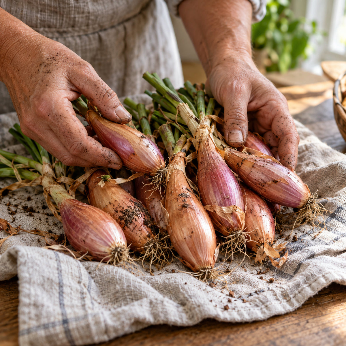 Zebrune Mild Shallot Seeds harvest up close