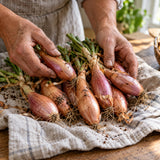 Zebrune Mild Shallot Seeds harvest up close