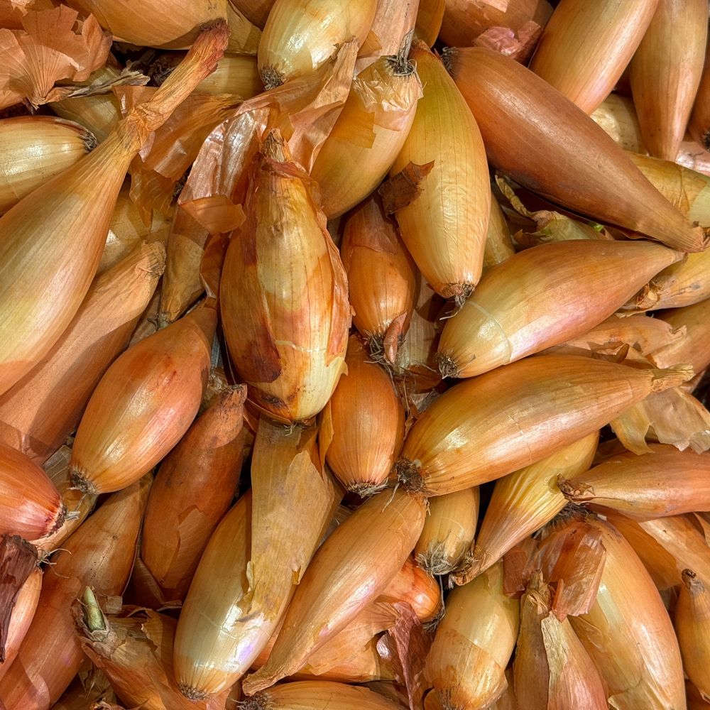 Zebrune Mild Shallot plants in the garden