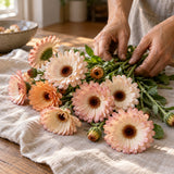 Zeolights Calendula Flower Seeds harvest up close