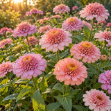 Zinderella Pastels Zinnia Seeds growing in a home garden