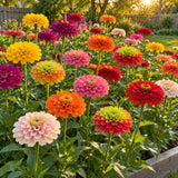 Zinnia Cutting Garden Seed Bundle growing in a home garden