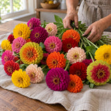 Zinnia Cutting Garden Seed Bundle harvest up close