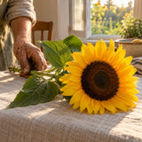 Zohar Golden Sunflower Seeds harvest up close