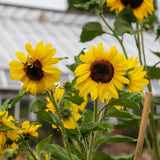 Zohar Golden Sunflower plants in the garden