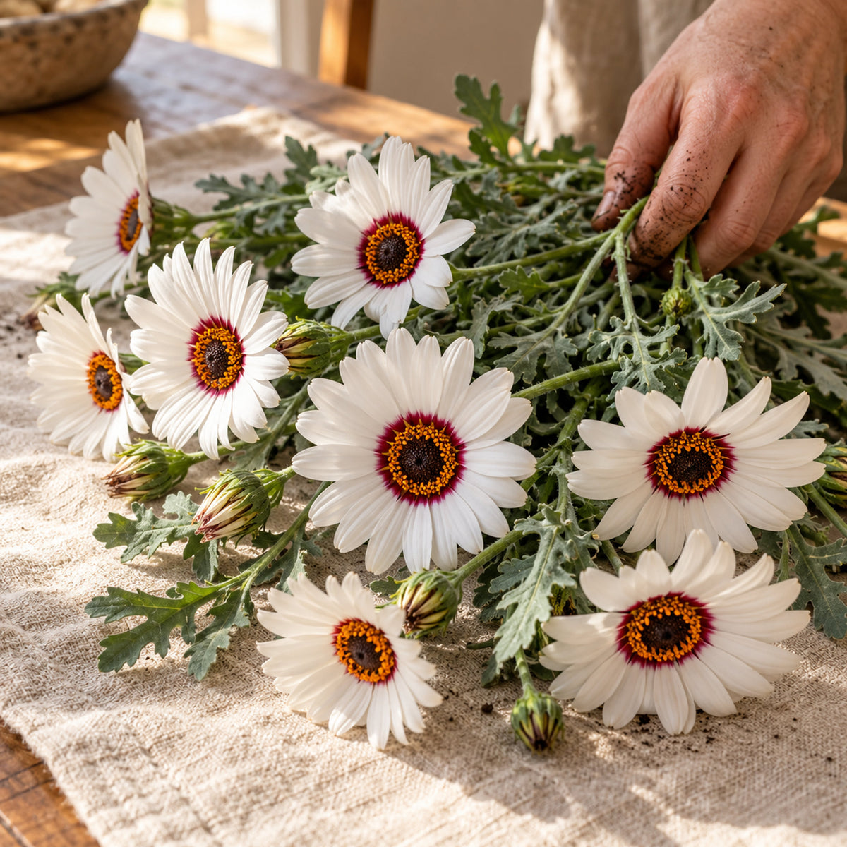 Zulu Prince Cape Daisy Seeds harvest up close