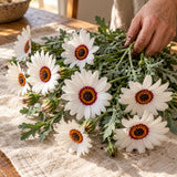 Zulu Prince Cape Daisy Seeds harvest up close