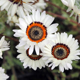 Product image of zulu prince cape daisy seeds