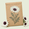 Kraft seed packet illustrated with Zulu Prince Cape Daisy, with fresh Zulu Prince Cape Daisy beside it